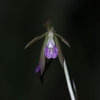 Nervilia plicata (Andrews) Schltr.